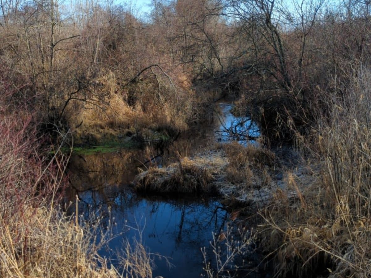 Mosquito Creek photo 4
