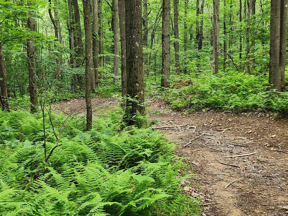 Trail 1A - Rock Run Recreation Area photo 5