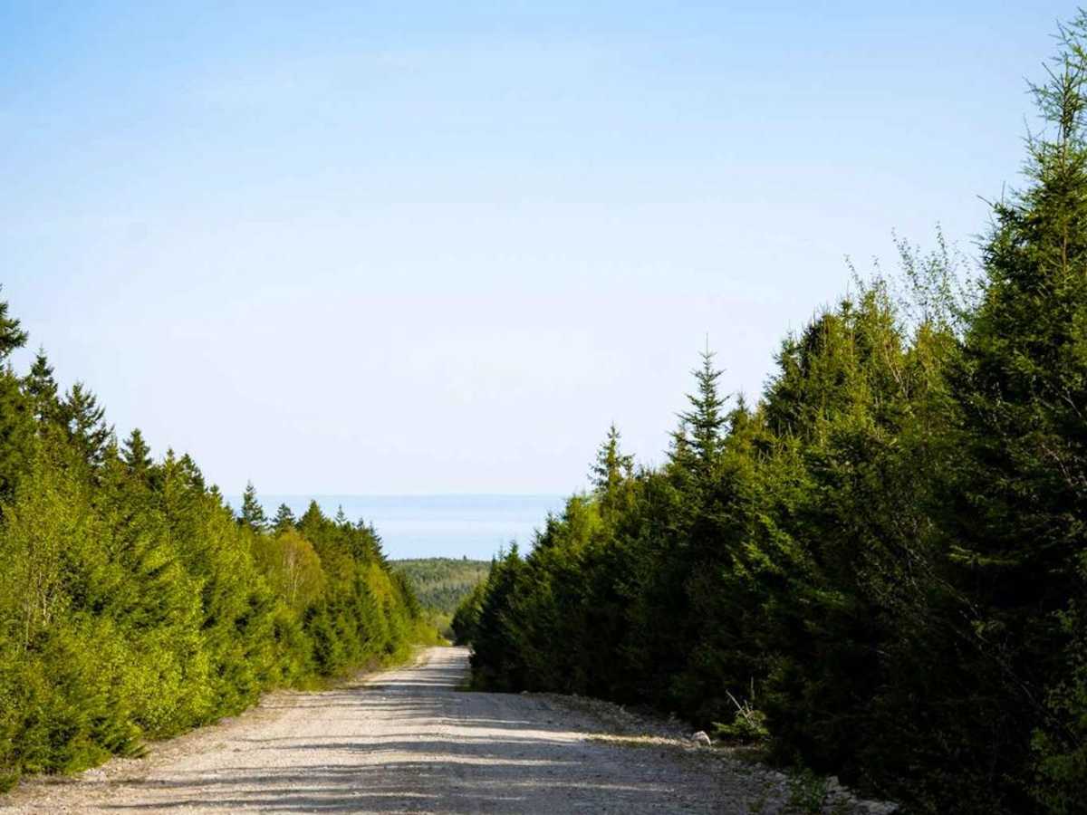 White Car Trail photo 6