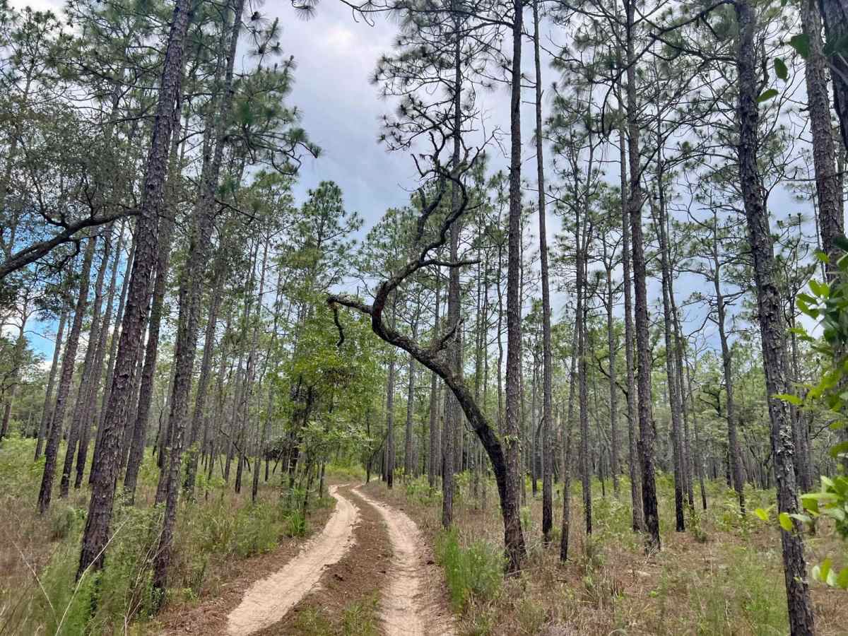 Crooms Wildlife Management | Trail 8 photo 3