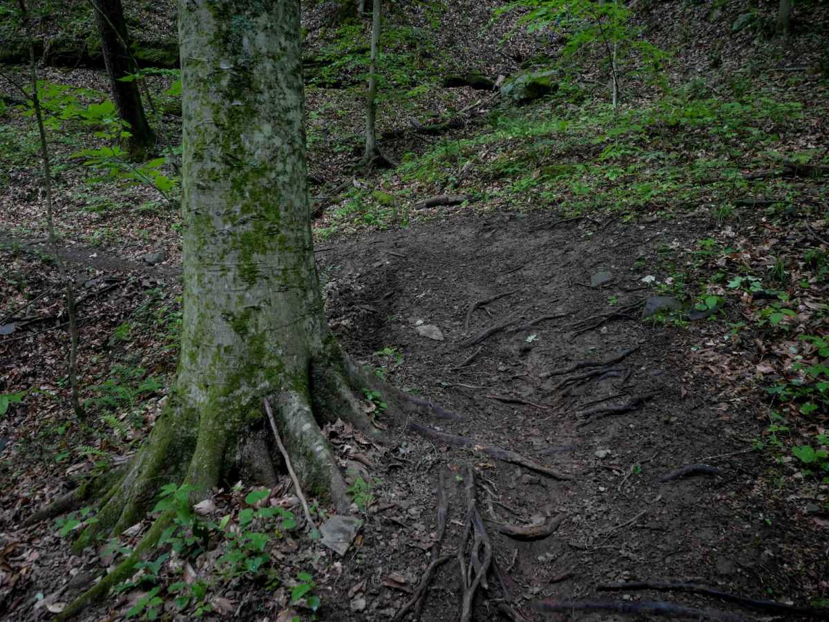 T53 photo 4