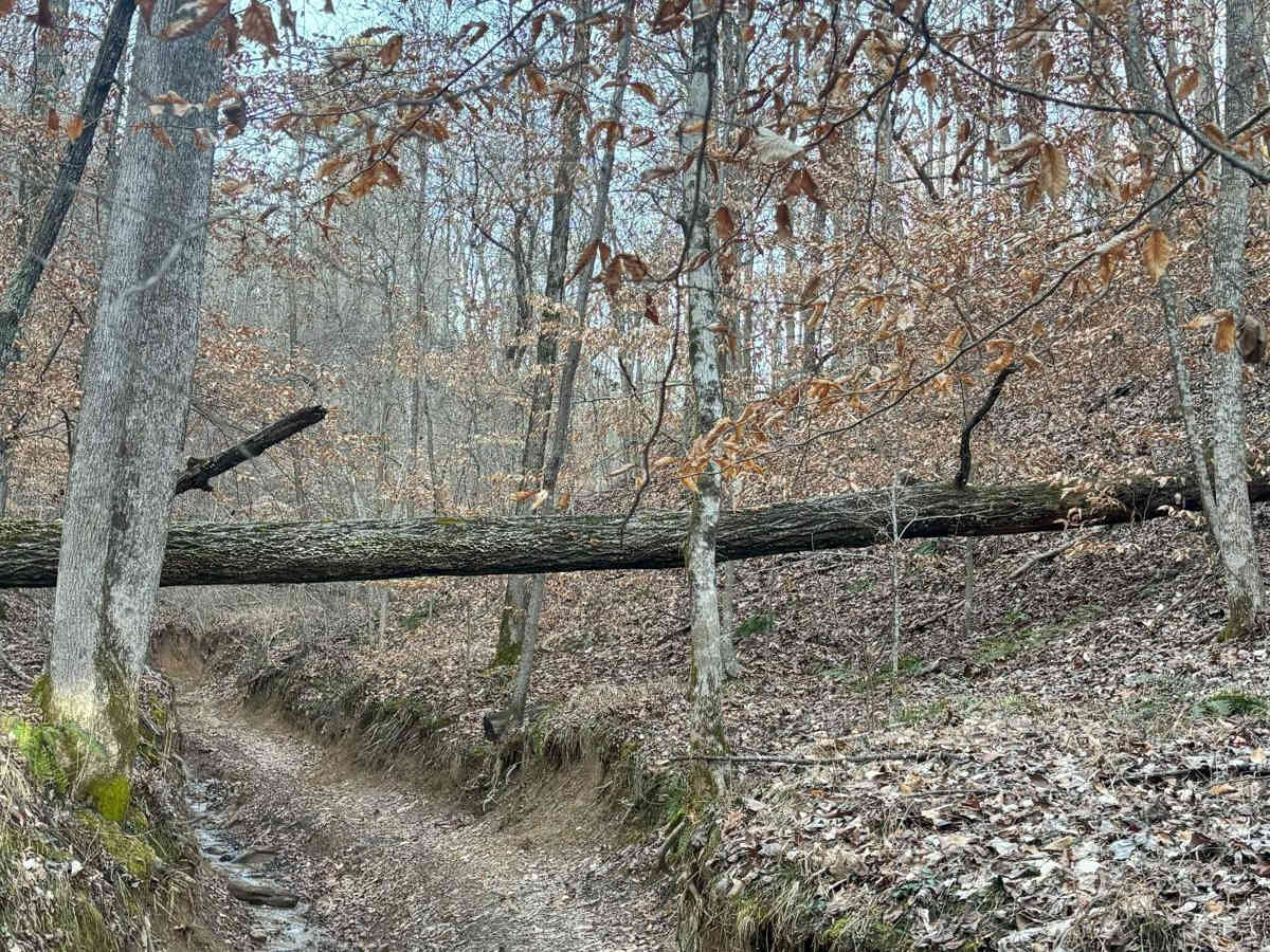 Briar Creek photo 4