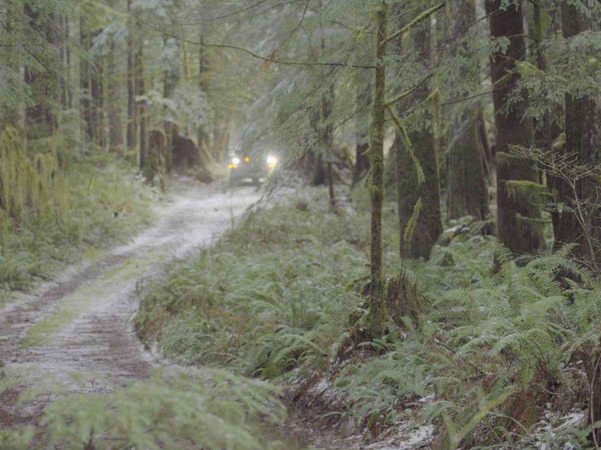 The Ferns on French Creek photo 2