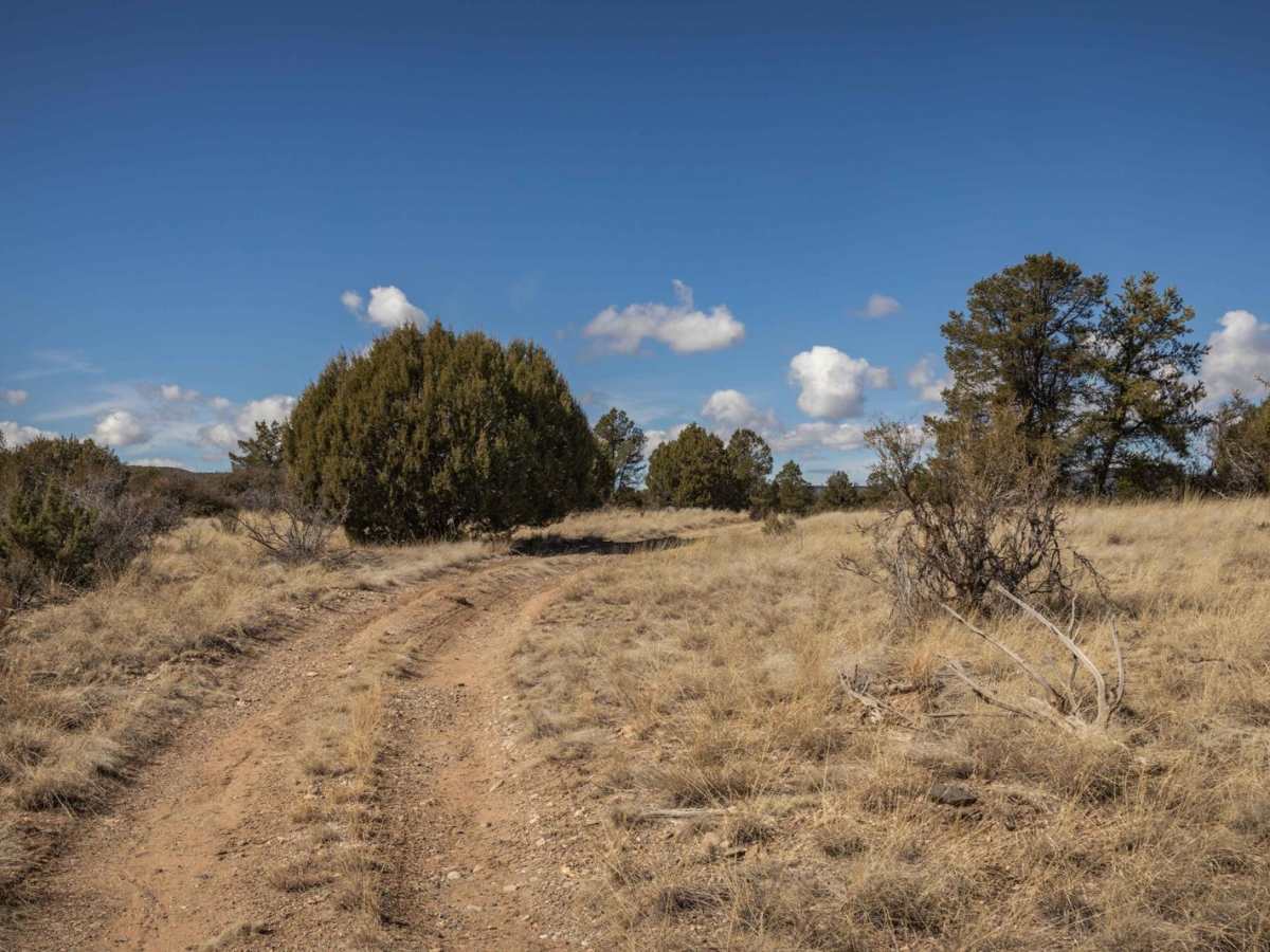 Javelina Problem photo 6