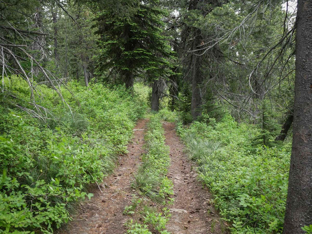 St Joe Divide NRT ATV trail photo