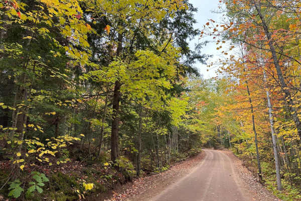 Forestville Road
