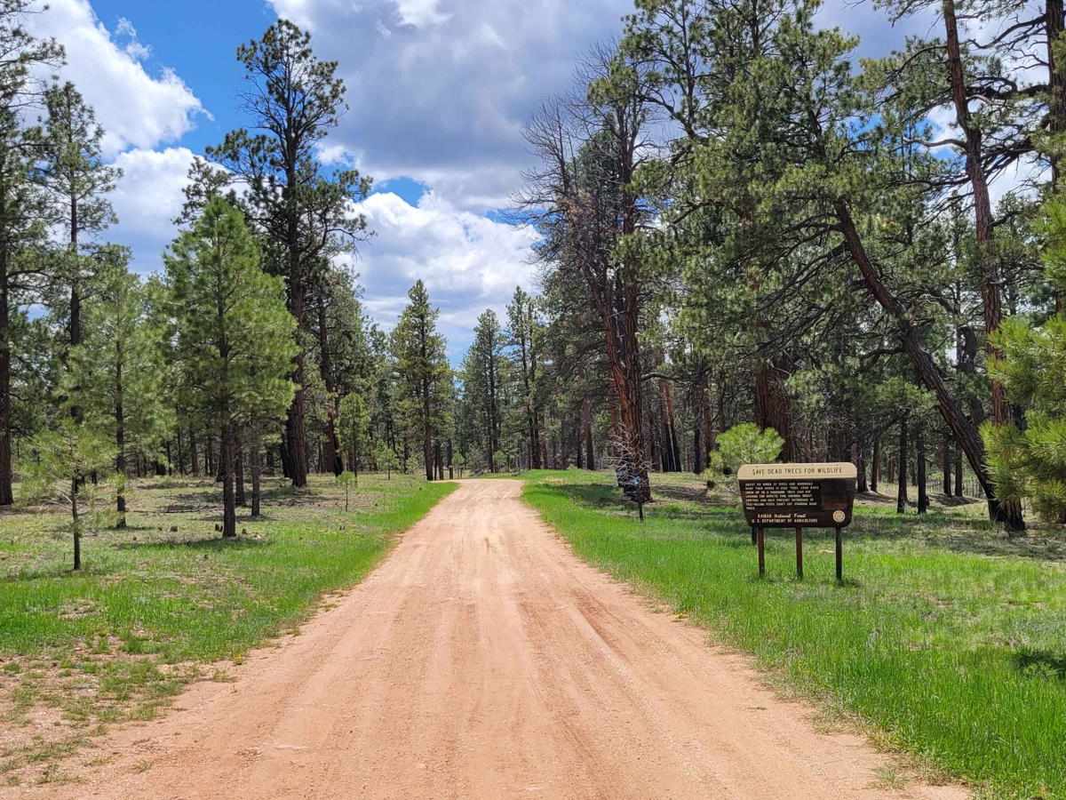 NF-246 trail photo