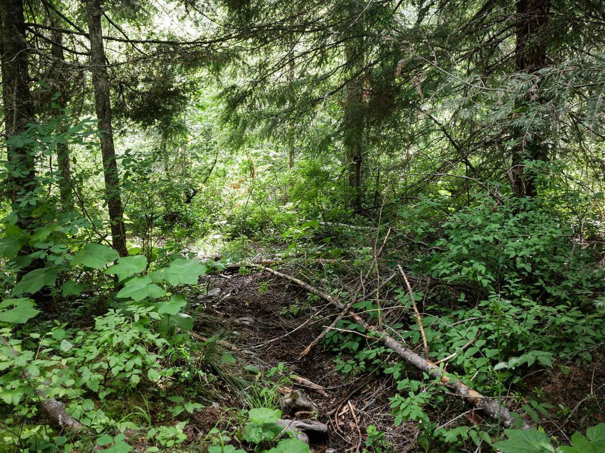 Mowat Creek trail photo