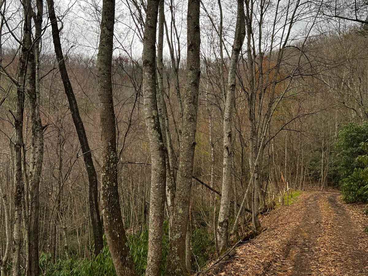 Little Mountain photo 2