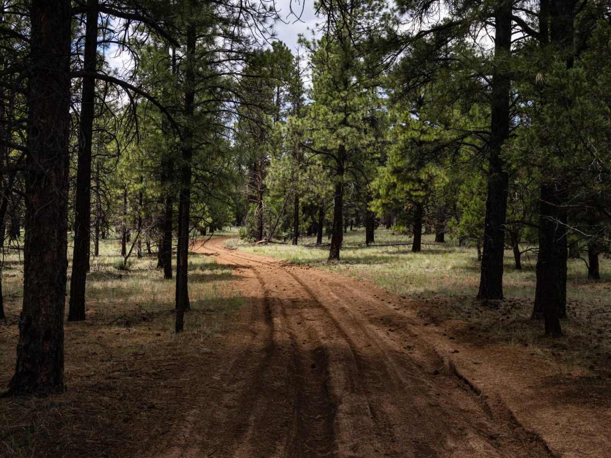 Buckwheats Basecamp photo 3