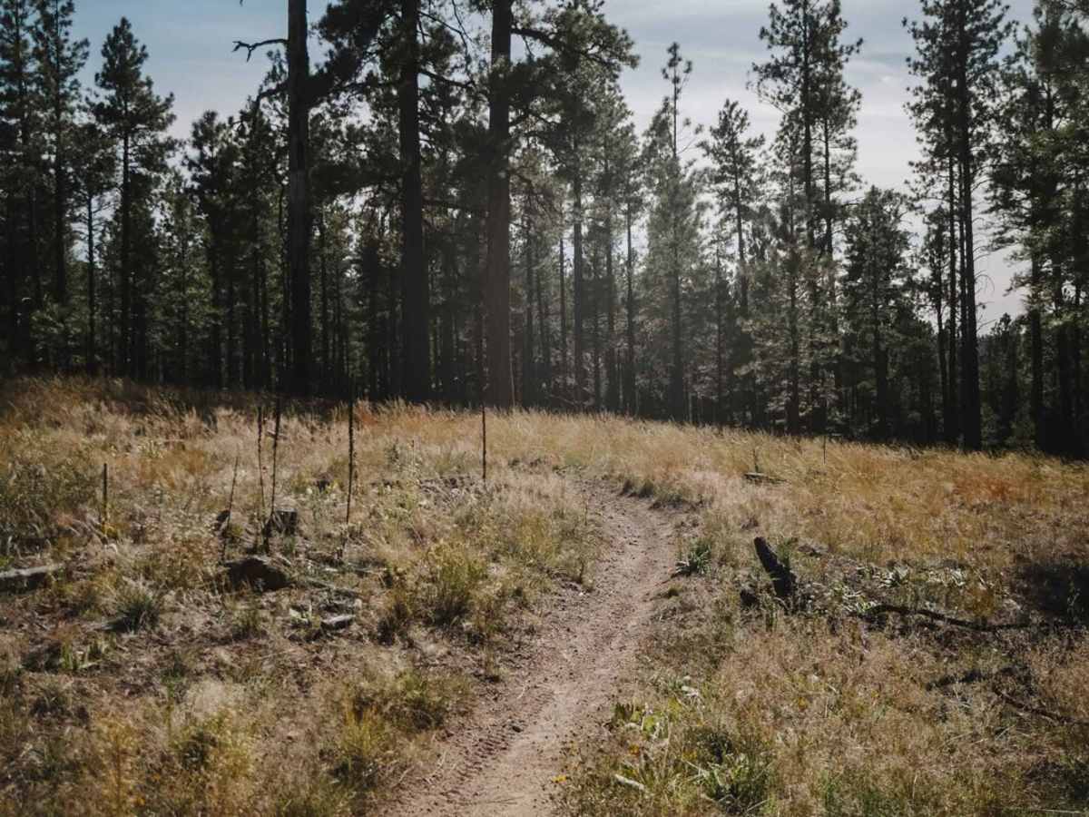 Flue trail photo