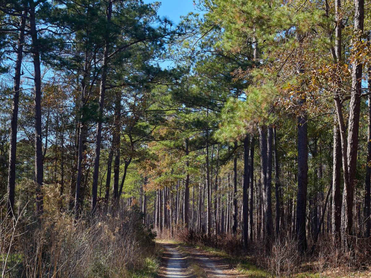 Murrell Tract - Part 2 - FSR220 photo 3