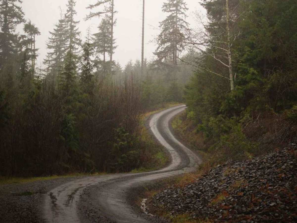 Capitol State Forest Smooth Cruise photo 2
