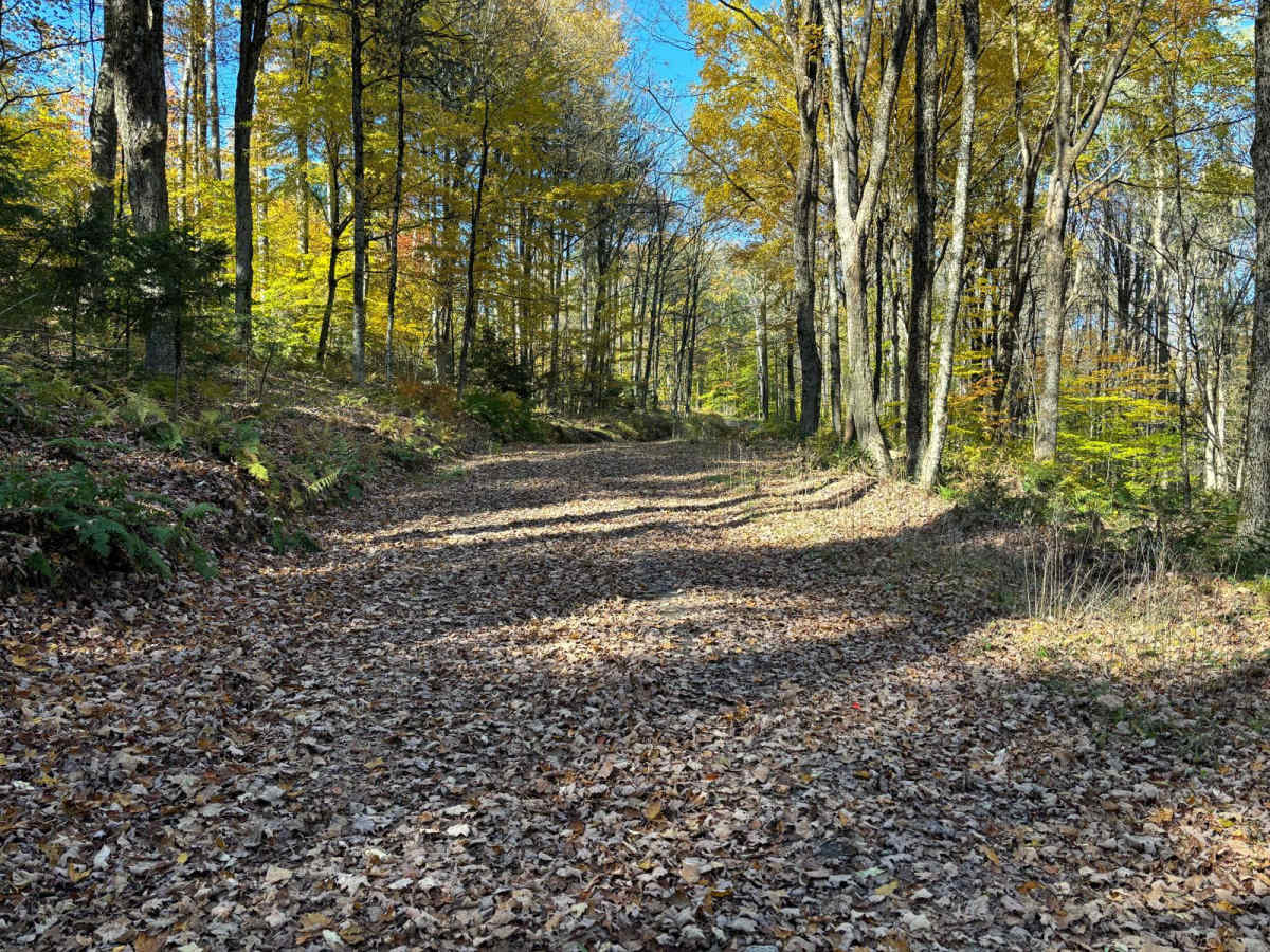 Linklaen State Forest photo 6