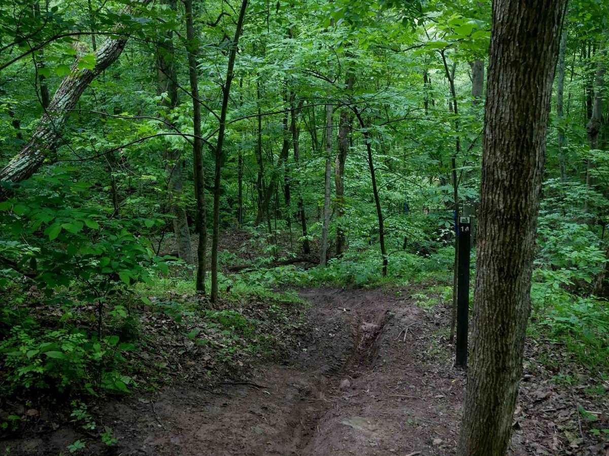 T14 photo 4