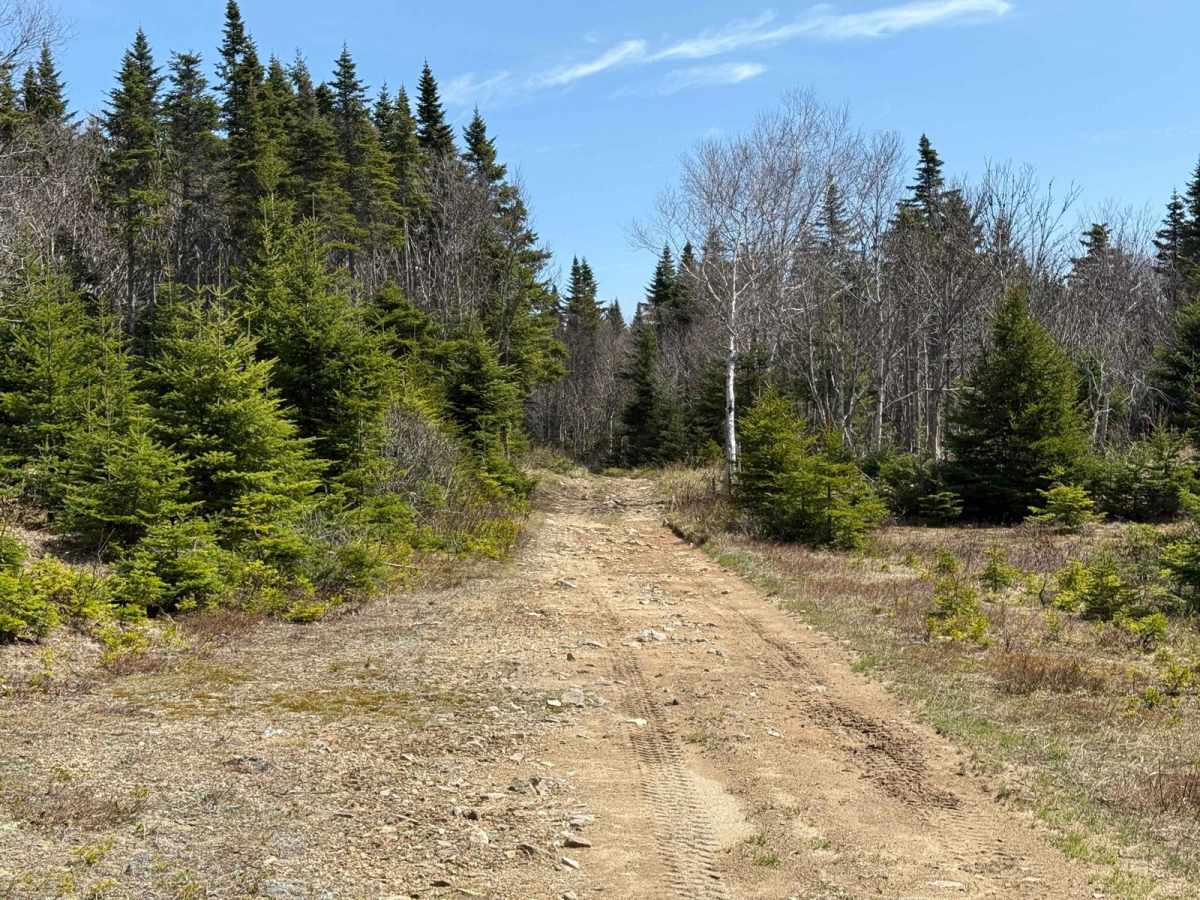 McMillan Flowage Trail photo 4