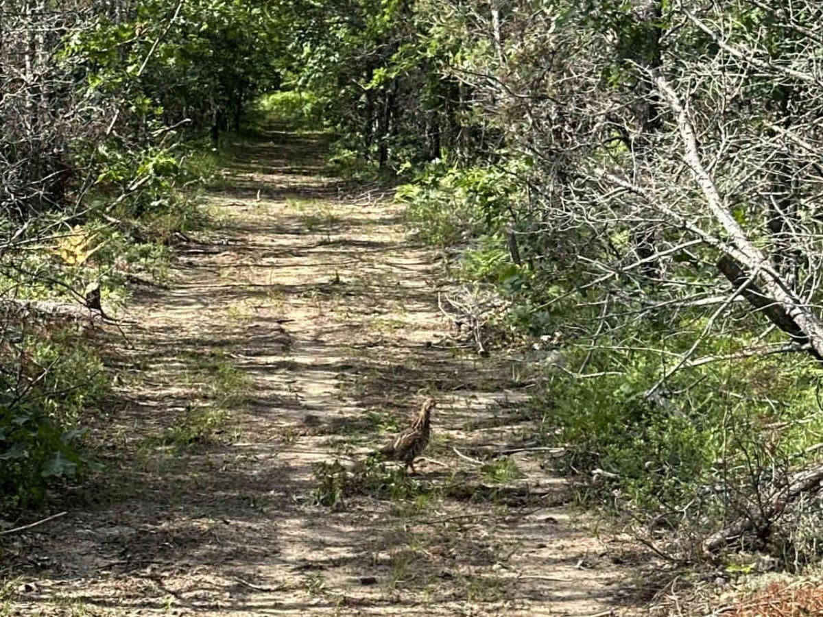 Spring Lake Spur photo 3