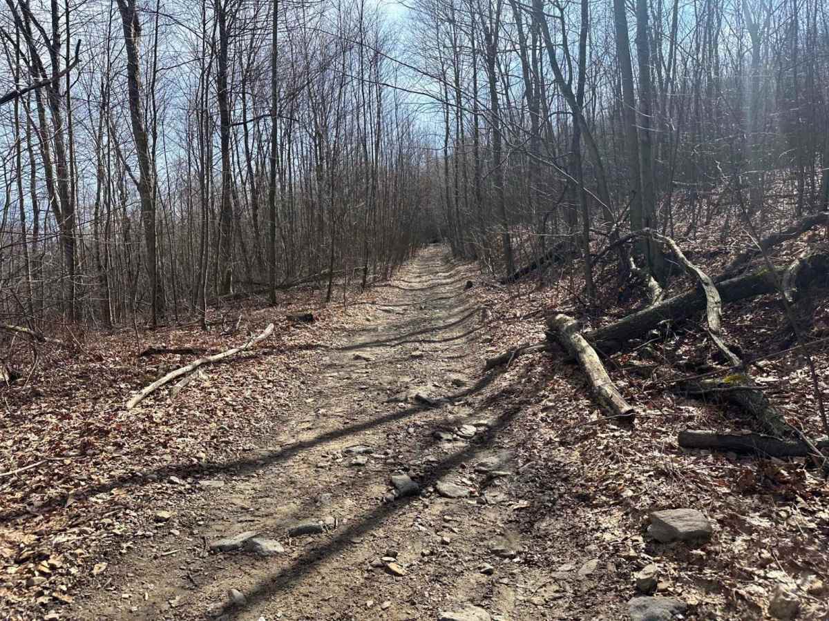 Locust Gap 47 photo 3