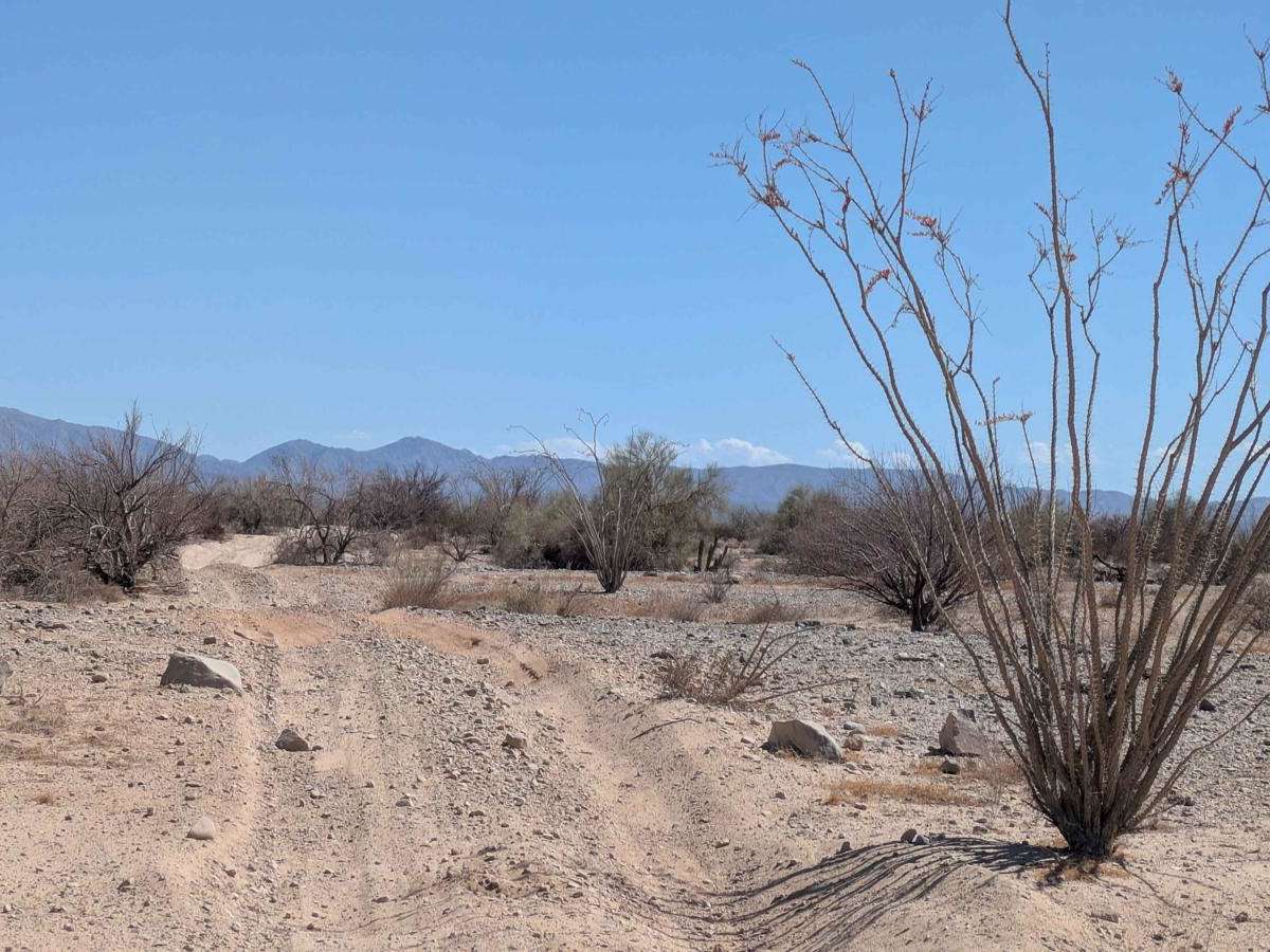 La Carrera De La Bobina Del Desierto photo 3