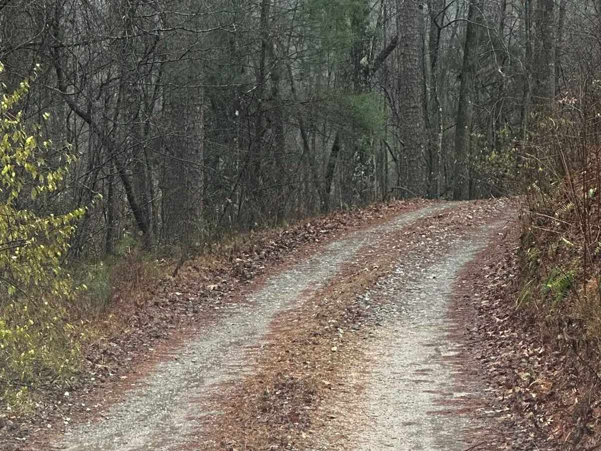 Honey Stand Road - FSR 184 trail photo