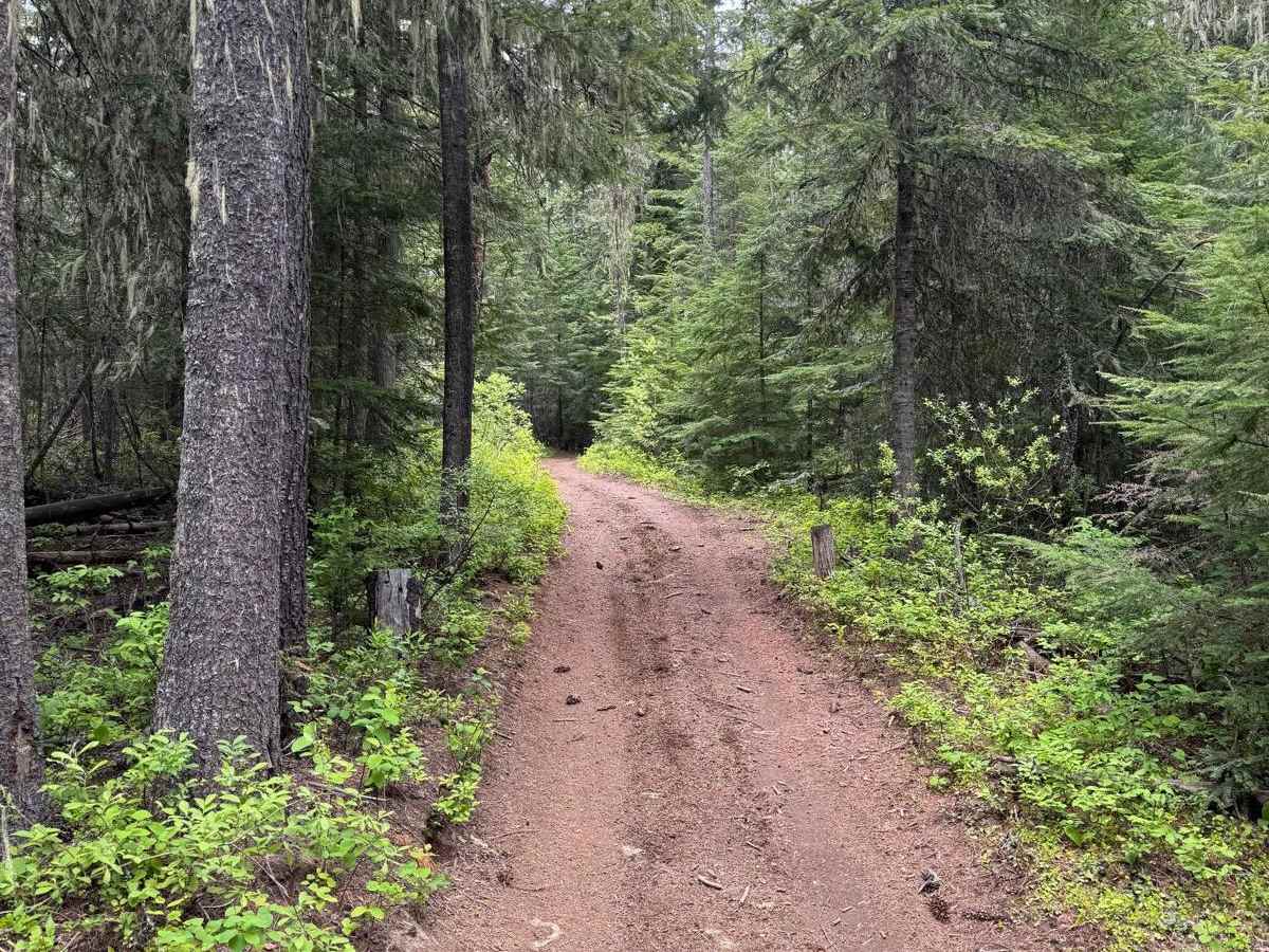 Strychnine Ridge (Trail 319) photo 3