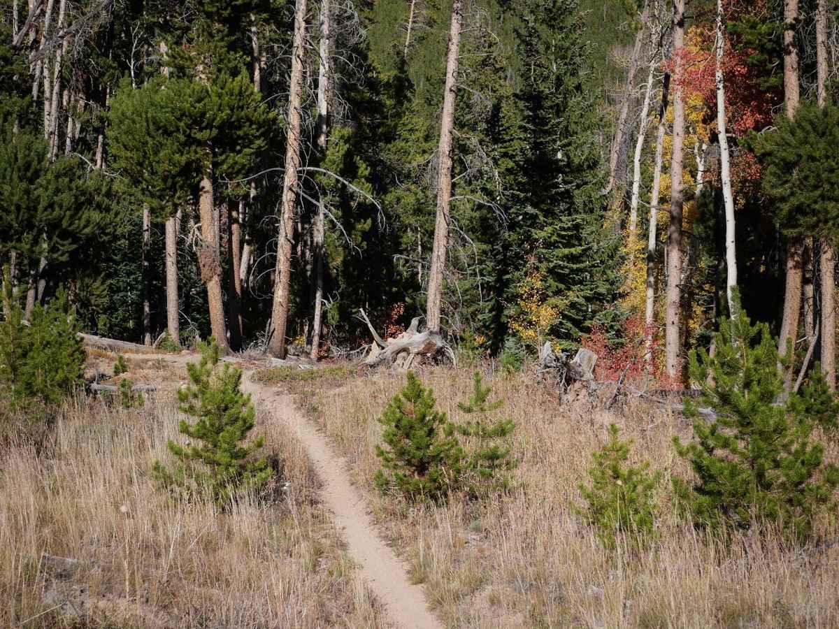 Knobby photo 2