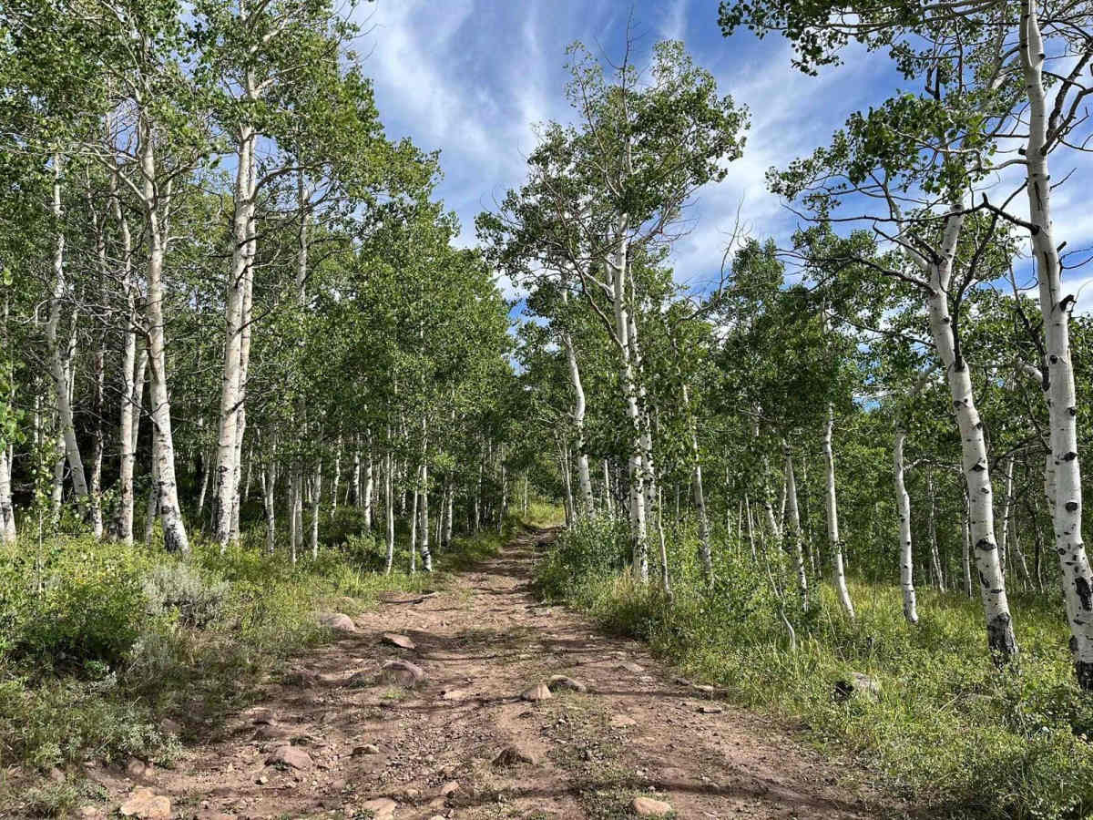 Mosby Park trail photo
