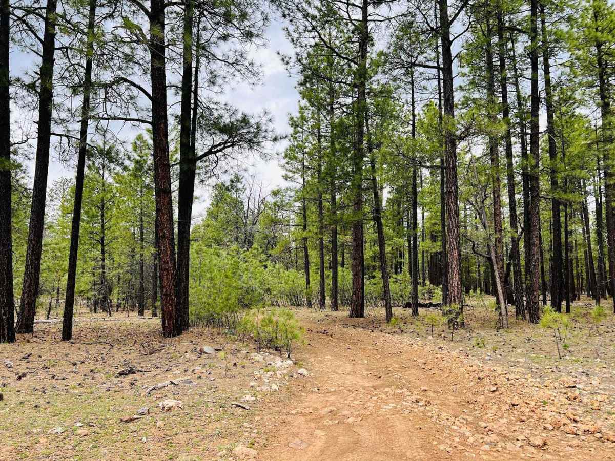 Flat Rock Point trail photo