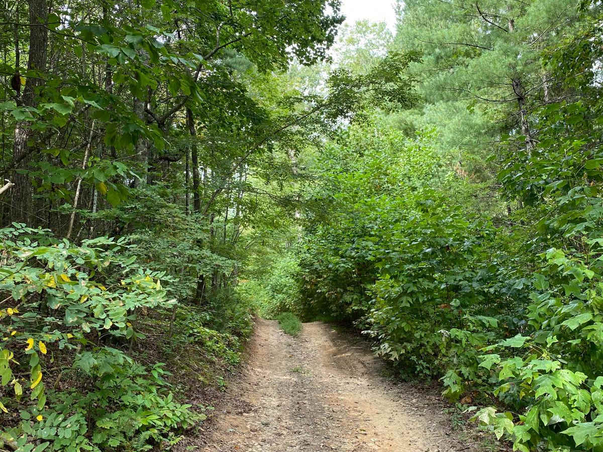 Beasley Knob 93a photo 4