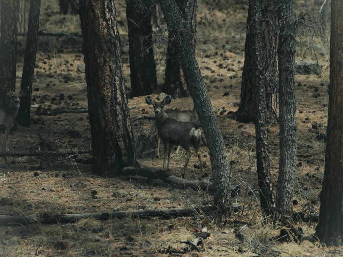 Deer Run Trail photo 4