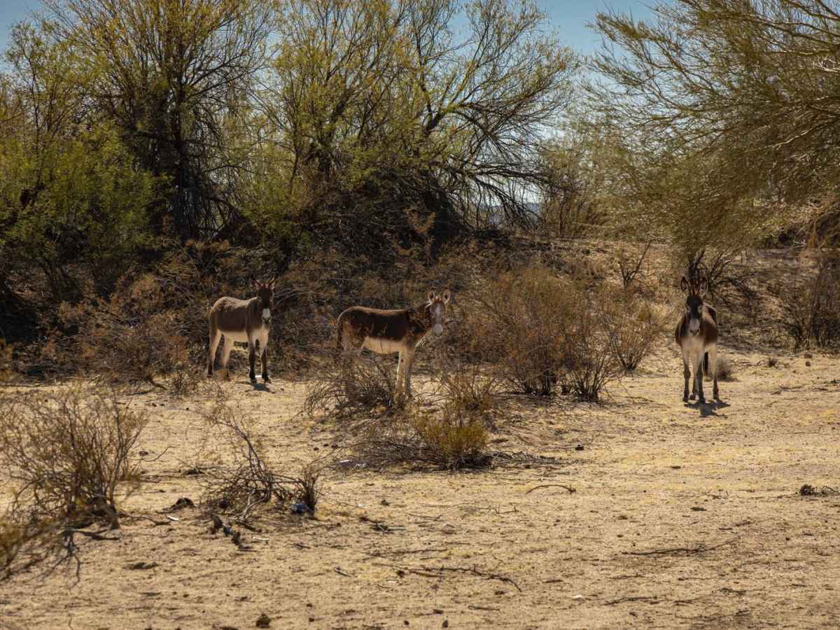 Tres Burros photo 3