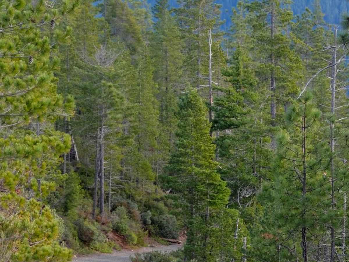 Gasquet Mountain Road - FSR 17N49 photo 4