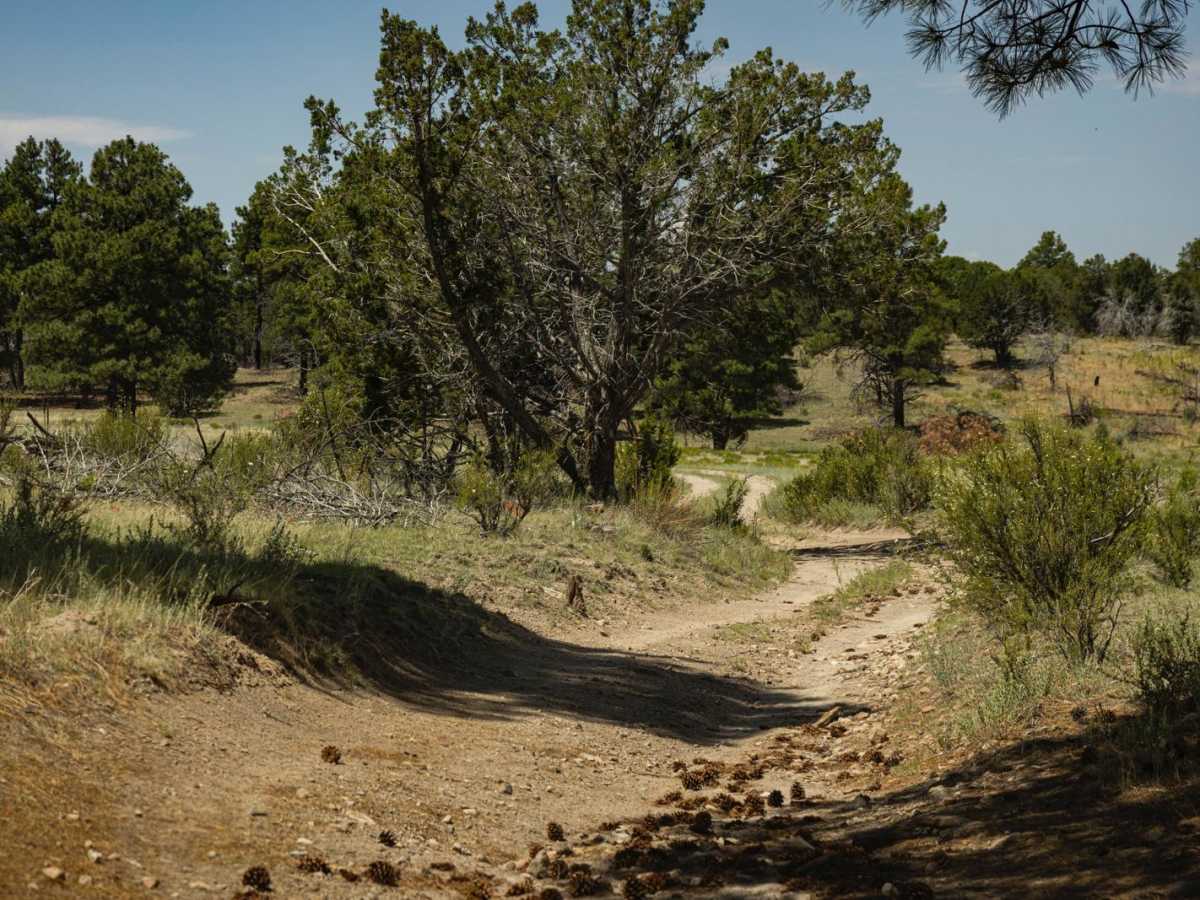 The Wooded Curve photo 3