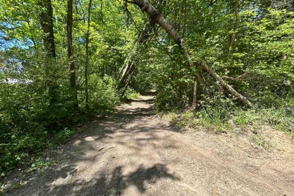 Forest Road 5298