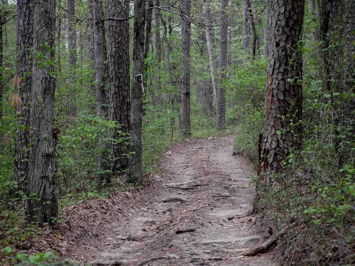 C trail photo