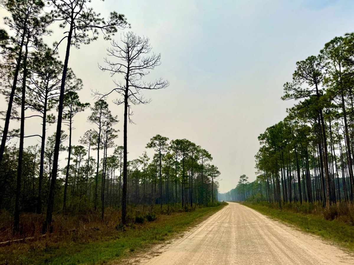 Forest Highway 13 West 65 photo 6