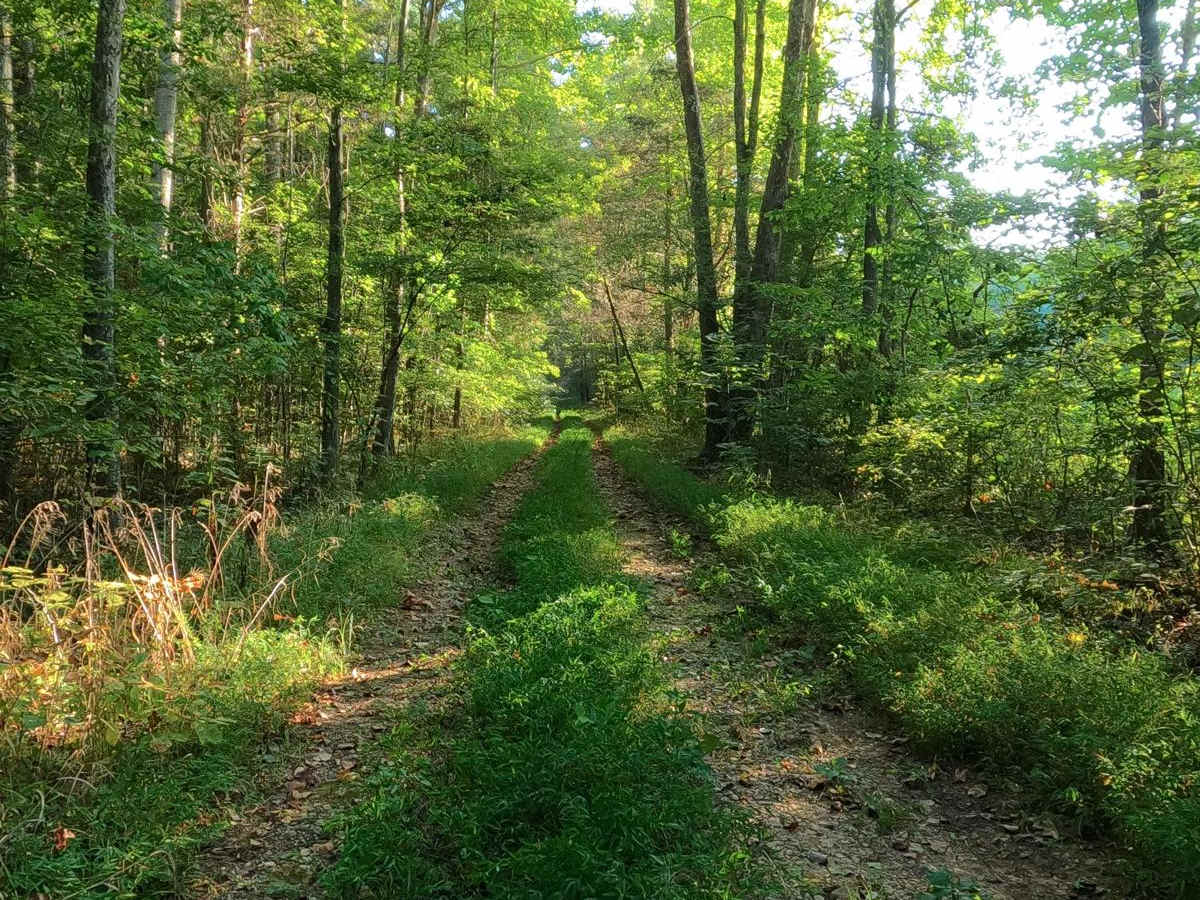 Green Branch Road - FS 409 photo 6