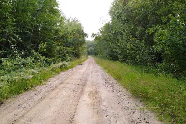 Pikus Forest Road / County Road 58