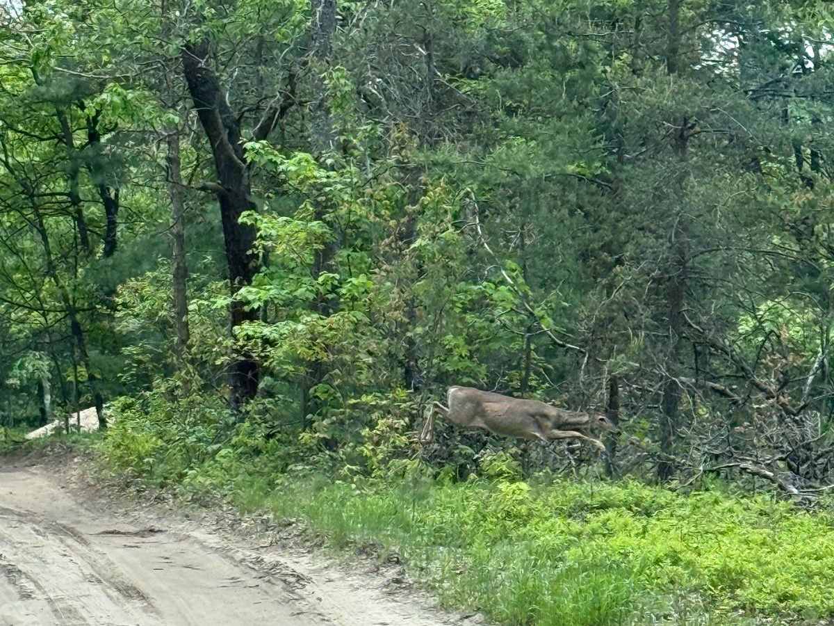 Roberts Trail photo 5