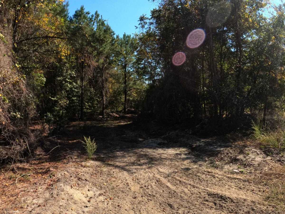Andrew's Avenue trail photo