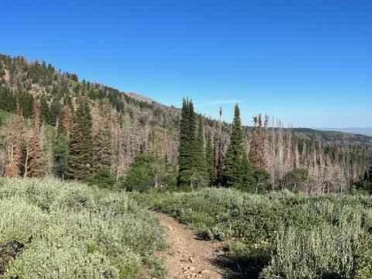 Bremner Trail photo 5