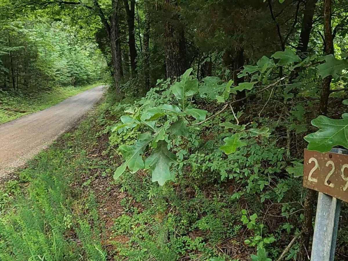 Bear Creek Road FSR 229 photo 2