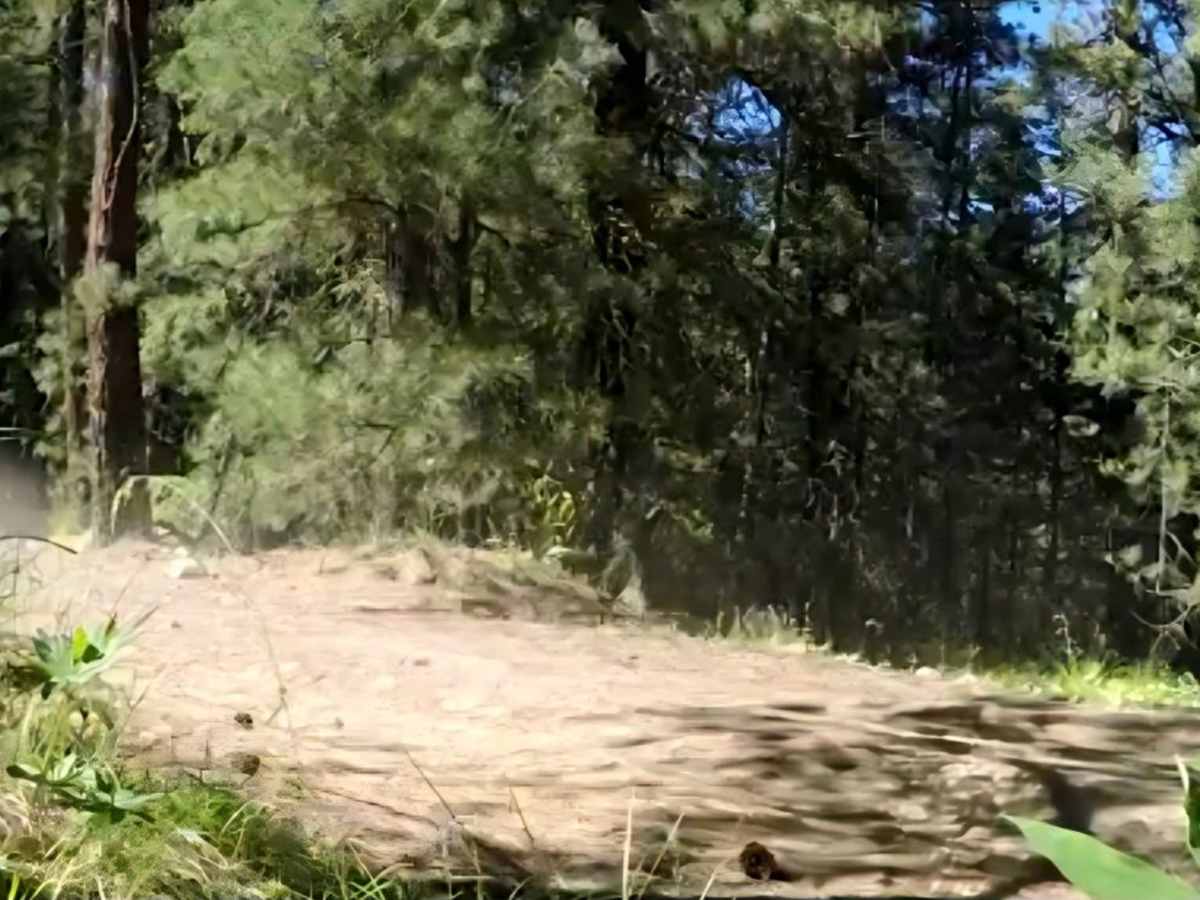 Tekison Creek Road photo 6