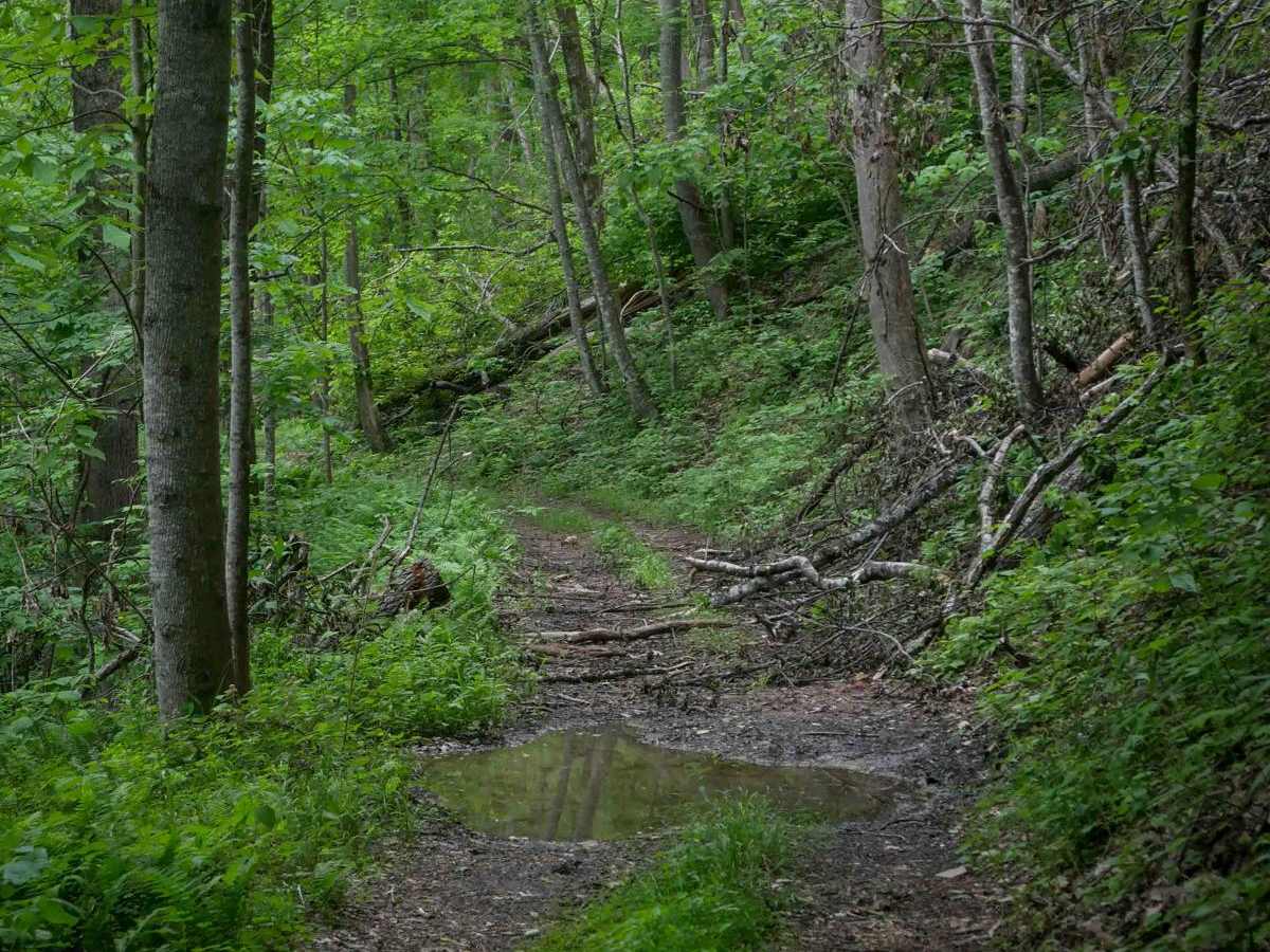 MV73 photo 6