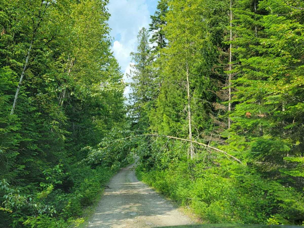 Goat River To Kamma Creek FSR photo 3
