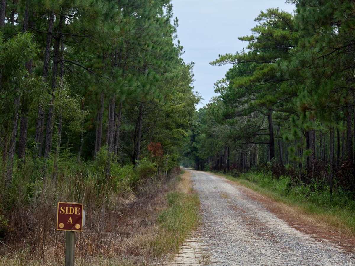 Bonneau Ferry WMA - Wetland Access photo 2