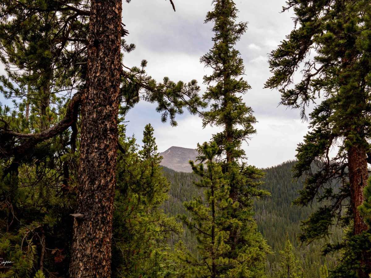 American Gulch Road - FR 567 photo 3