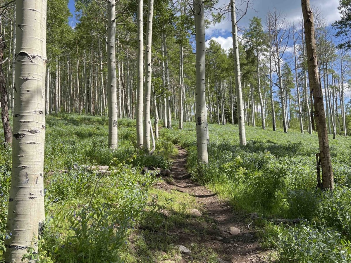 Willow Hollow Ridge photo 5