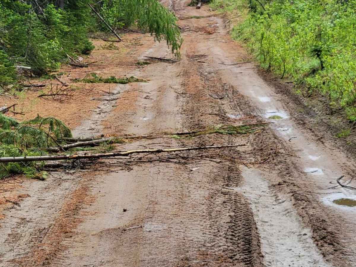 Forest Crossing photo 5