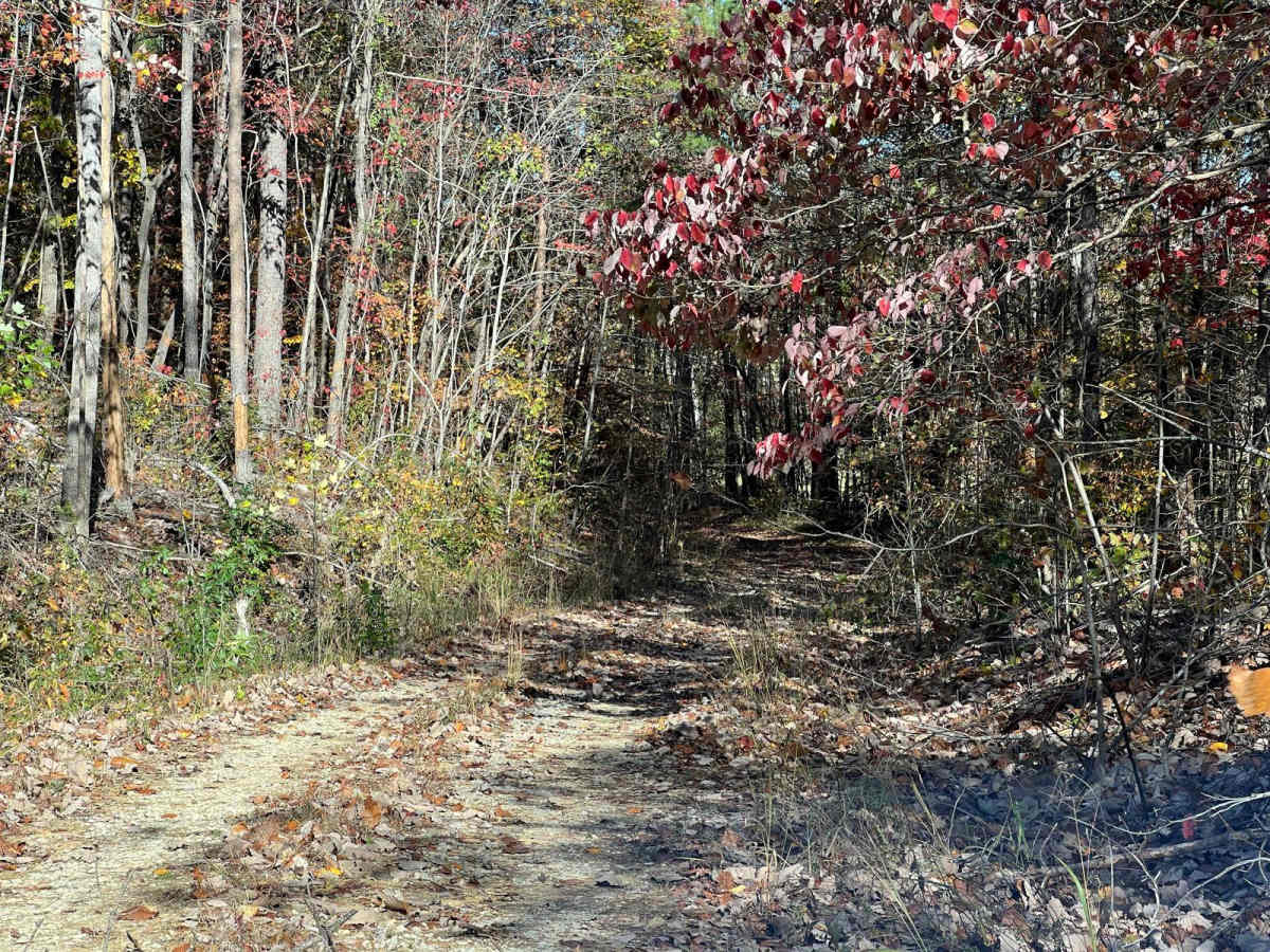 Flat Mountain Road - FS 270C photo 4